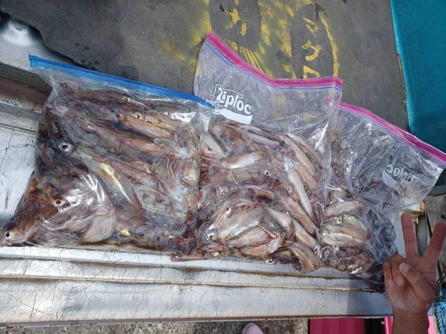 ムギイカ(スルメイカ)