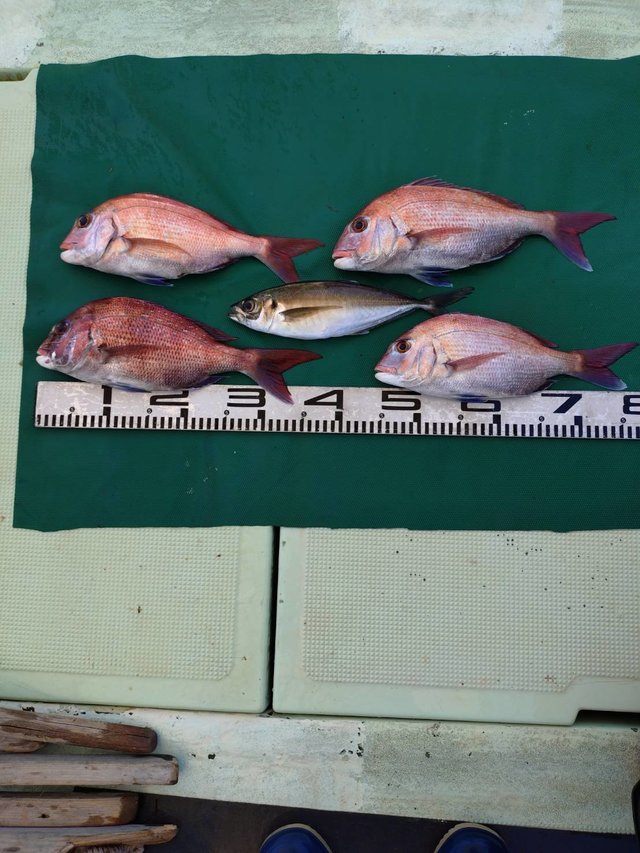 マダイ・マアジ