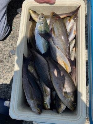 イナダ(ブリ)・イサキ