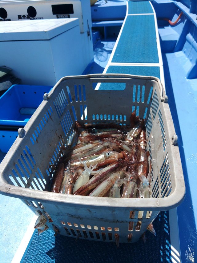 ムギイカ(スルメイカ)