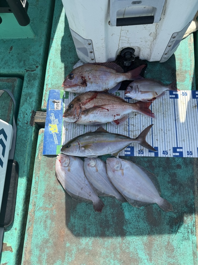 タイ(マダイ)・シオ(カンパチ)