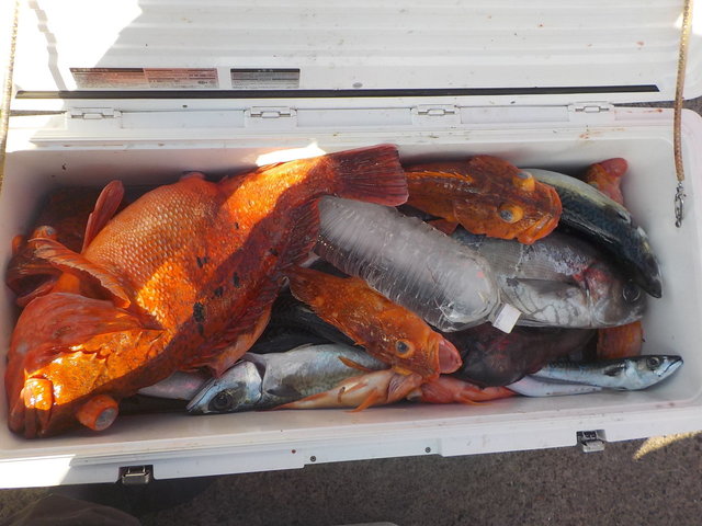 カンコ(ウッカリカサゴ)