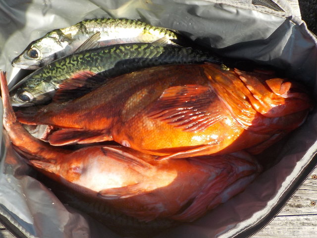 カンコ(ウッカリカサゴ)