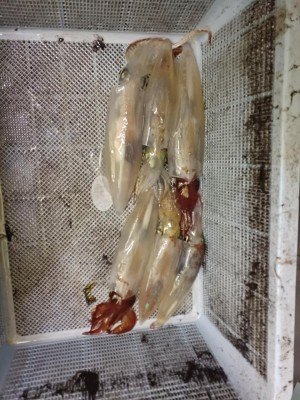 スルメ(スルメイカ)