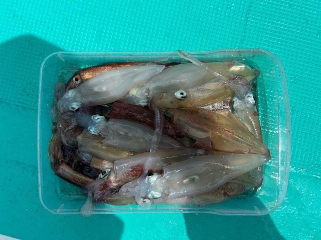 マルイカ(ケンサキイカ)