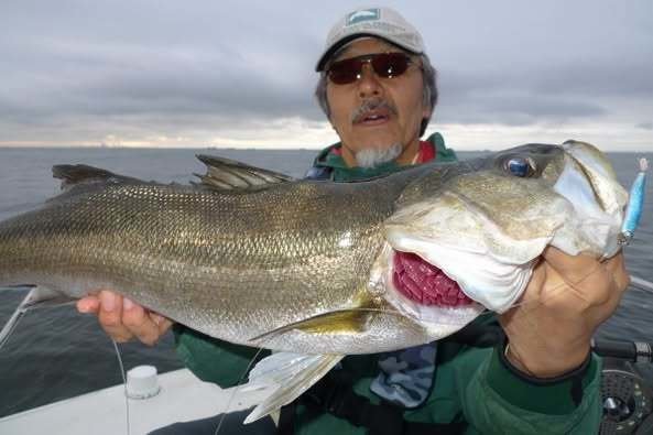 シーバス(スズキ)