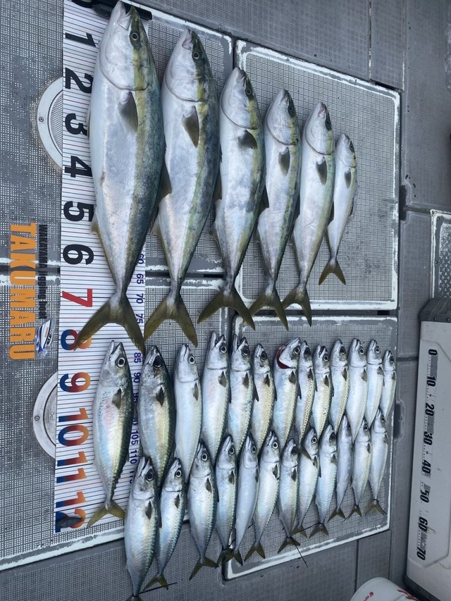 ブリ・ハマチ(ブリ)・サバ(ゴマサバ)