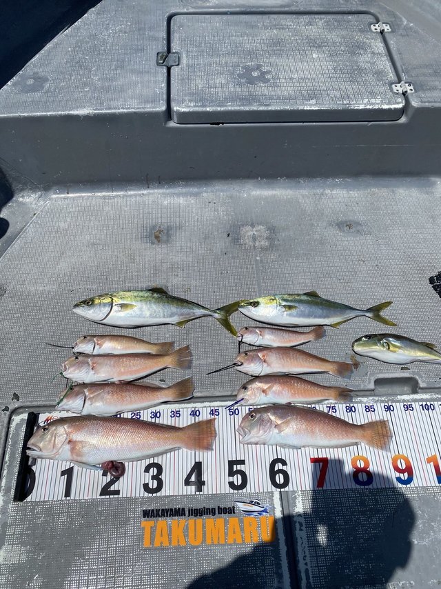 ハマチ(ブリ)・アマダイ(アカアマダイ)