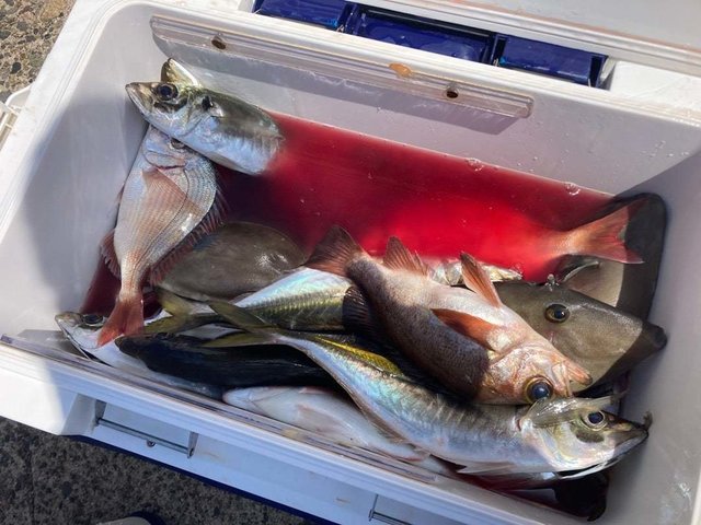 ハナダイ(チダイ)・アジ(マアジ)・ウマヅラ(ウマヅラハギ)