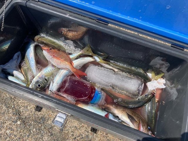 ハナダイ(チダイ)・アジ(マアジ)