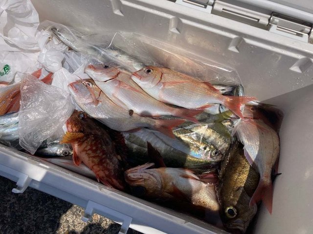 ハナダイ(チダイ)・アジ(マアジ)