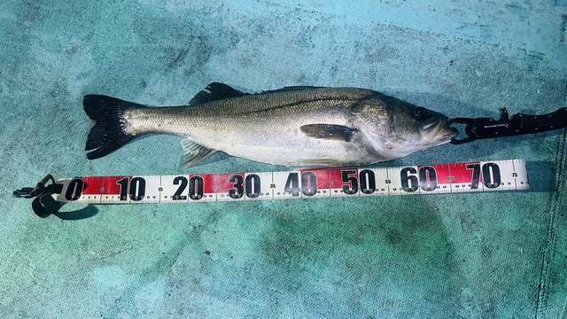 シーバス(スズキ)