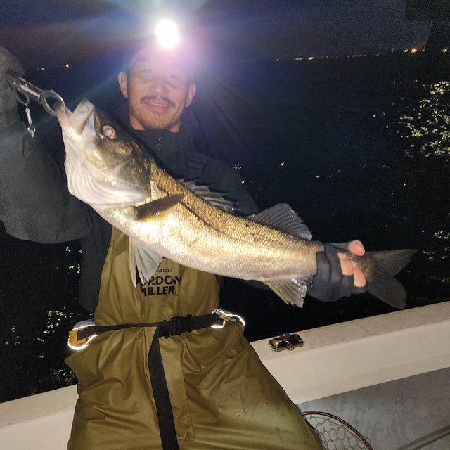 シーバス(スズキ)