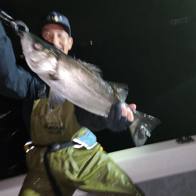 シーバス(スズキ)