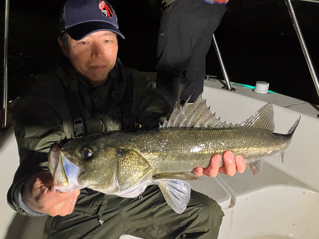 シーバス(スズキ)