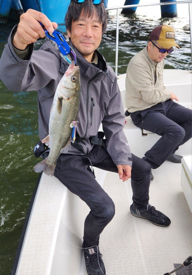 シーバス(スズキ)