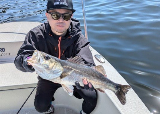 シーバス(スズキ)