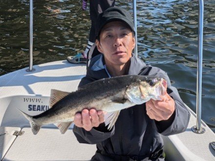 シーバス(スズキ)