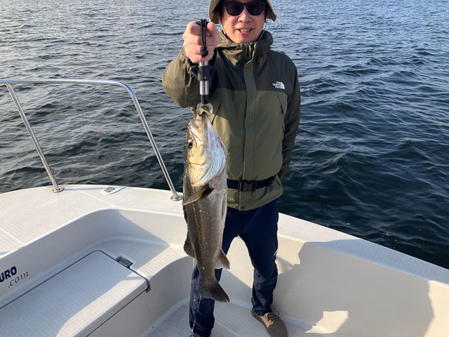 シーバス(スズキ)