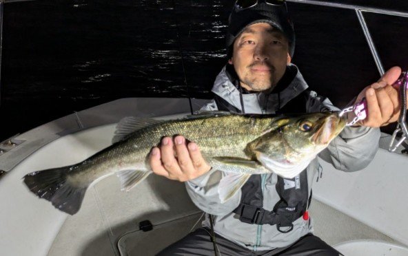 シーバス(スズキ)