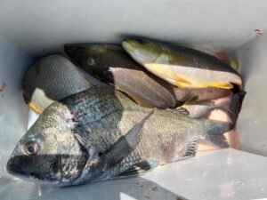 クロダイ・イサキ