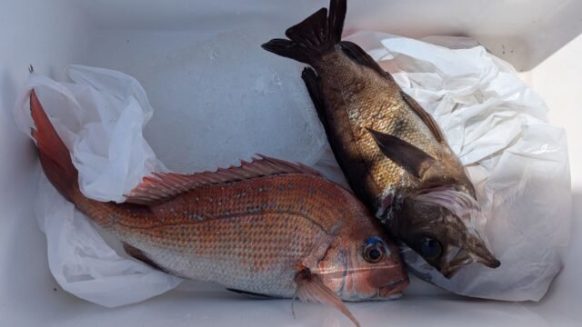 コダイ(マダイ)・メバル