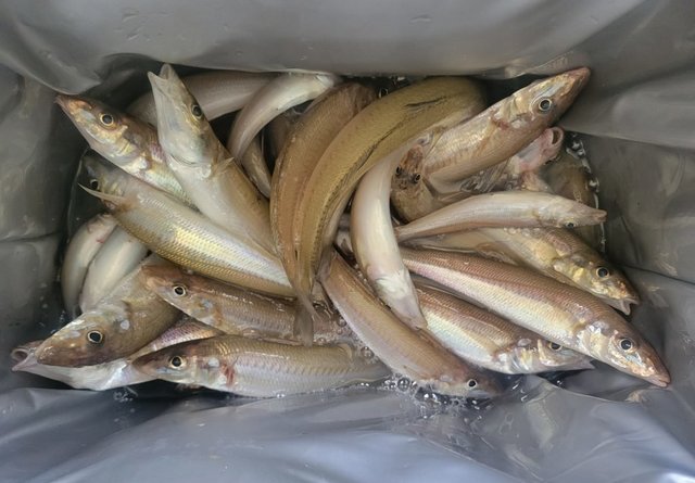 キス(シロギス)