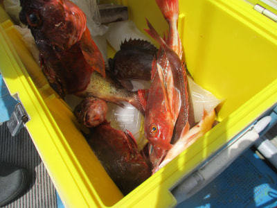 カサゴ・メバル・ホウボウ