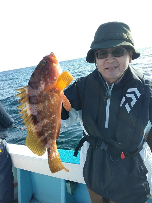 アコウ(キジハタ)