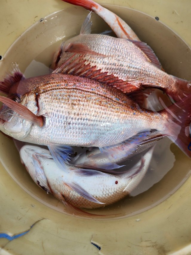 ハナダイ(チダイ)