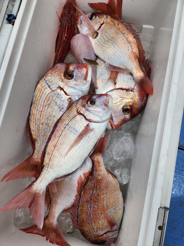 ハナダイ(チダイ)