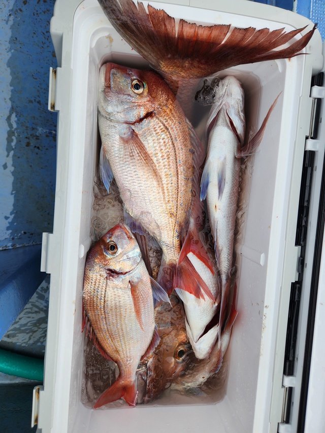 マダイ・ハナダイ(チダイ)