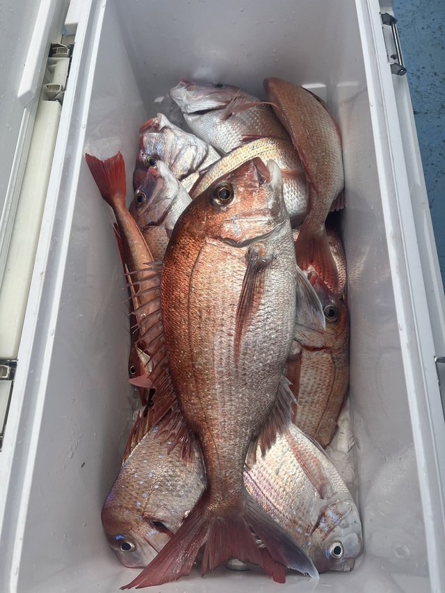 マダイ・ハナダイ(チダイ)