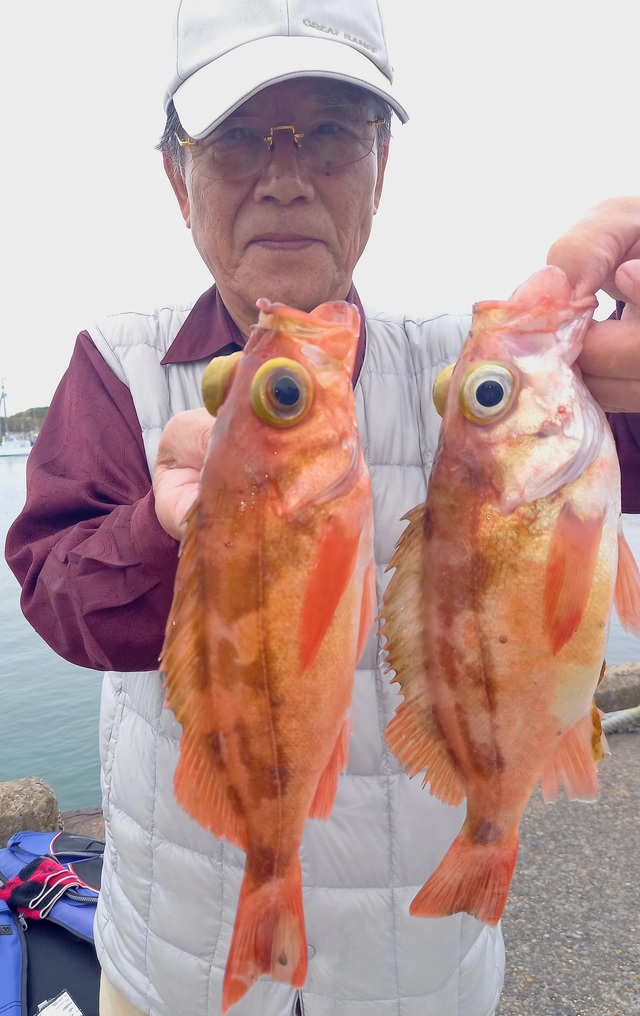 オキメバル(ウスメバル)