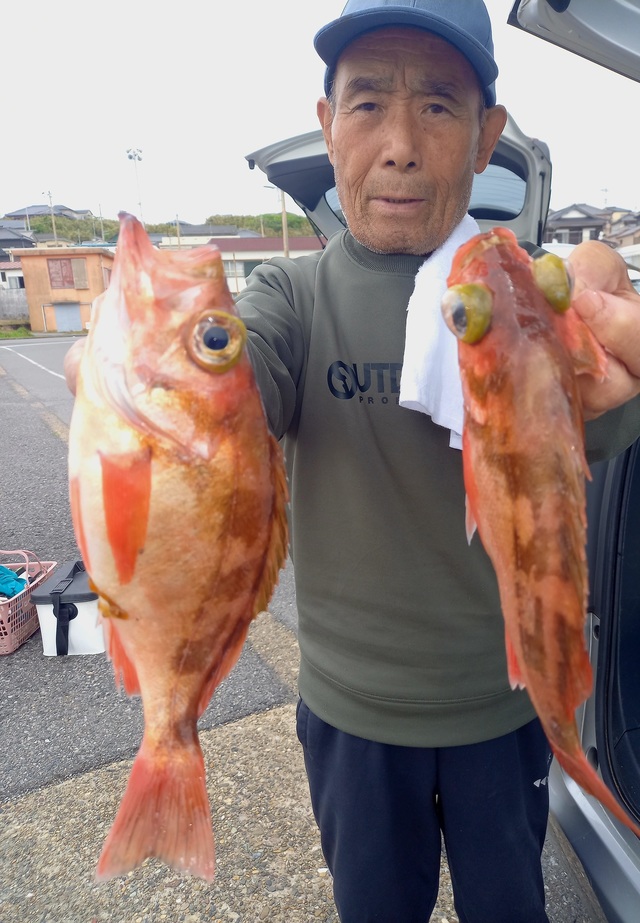 オキメバル(ウスメバル)