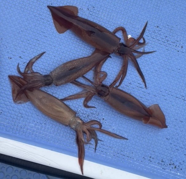 ムギイカ(スルメイカ)