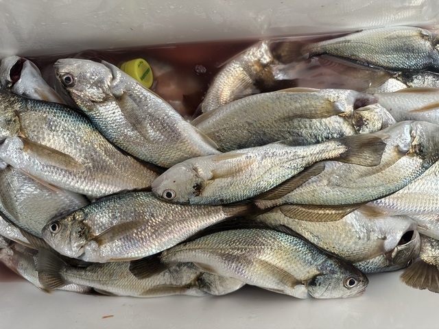 イシモチ(シログチ)