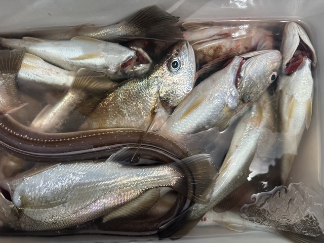 イシモチ(シログチ)