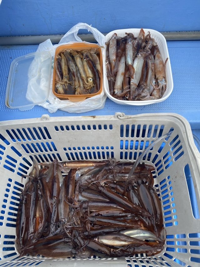 ムギイカ(スルメイカ)