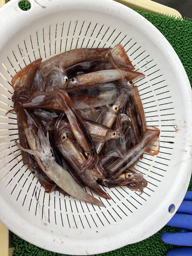 ムギイカ(スルメイカ)