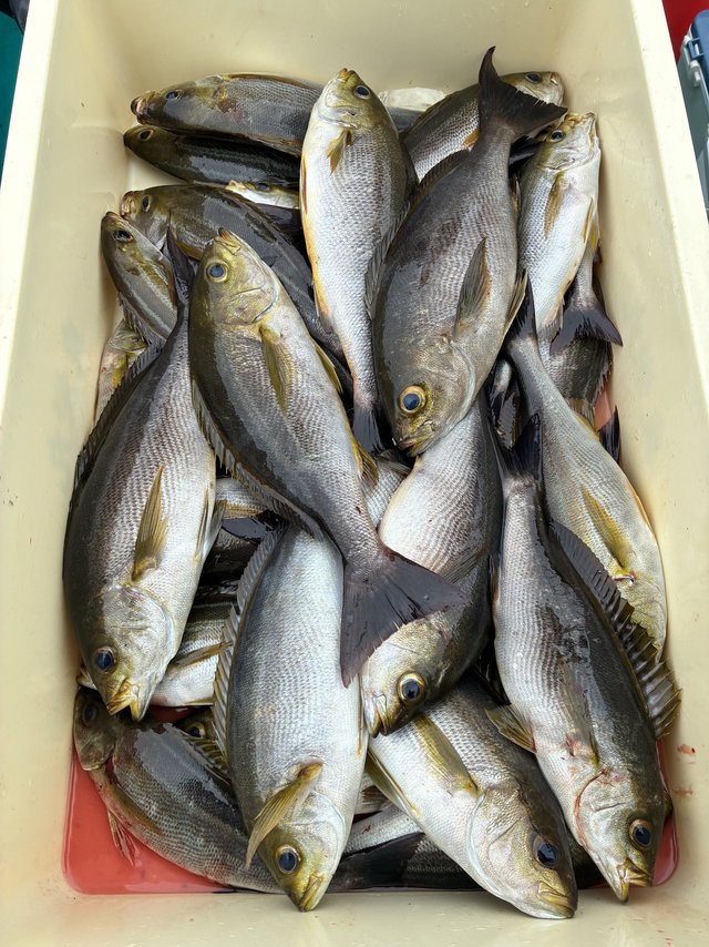 イサギ(イサキ)