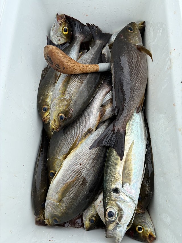 イサギ(イサキ)