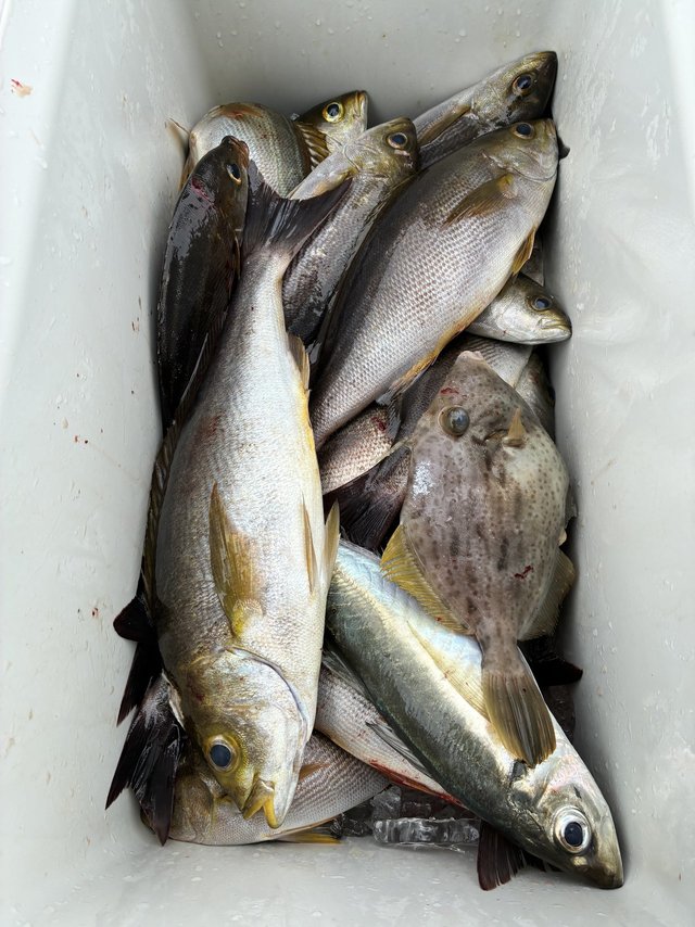 イサギ(イサキ)