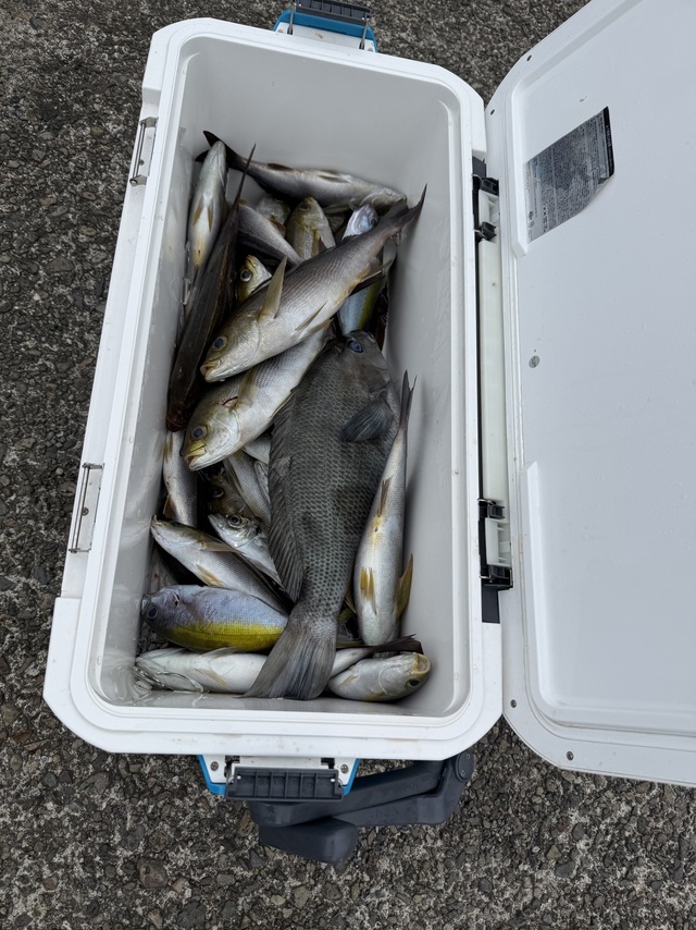 イサギ(イサキ)