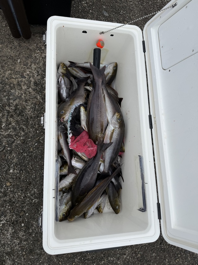 イサギ(イサキ)