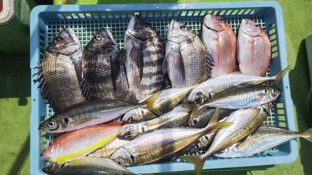 マダイ・ハナダイ(チダイ)・クロダイ・アジ(マアジ)・イトヨリ(イトヨリダイ)