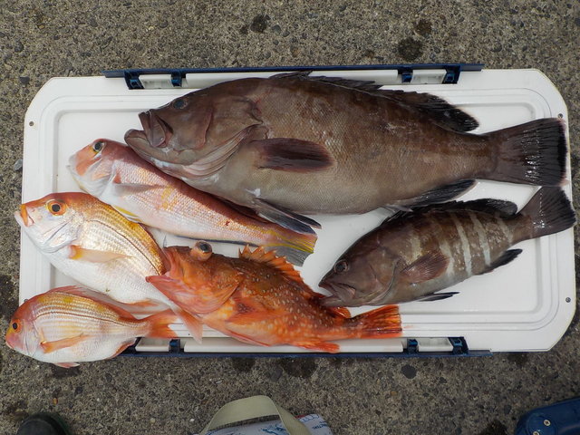 アマダイ(アカアマダイ)・ハタ(マハタ)