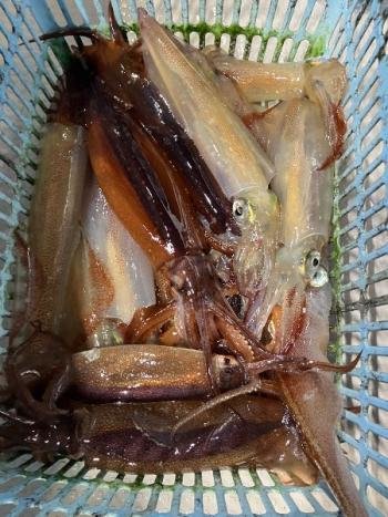 ヤリイカ・スルメイカ