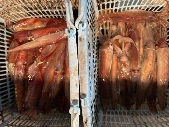 ヤリイカ・ムギイカ(スルメイカ)・マイカ(ケンサキイカ)