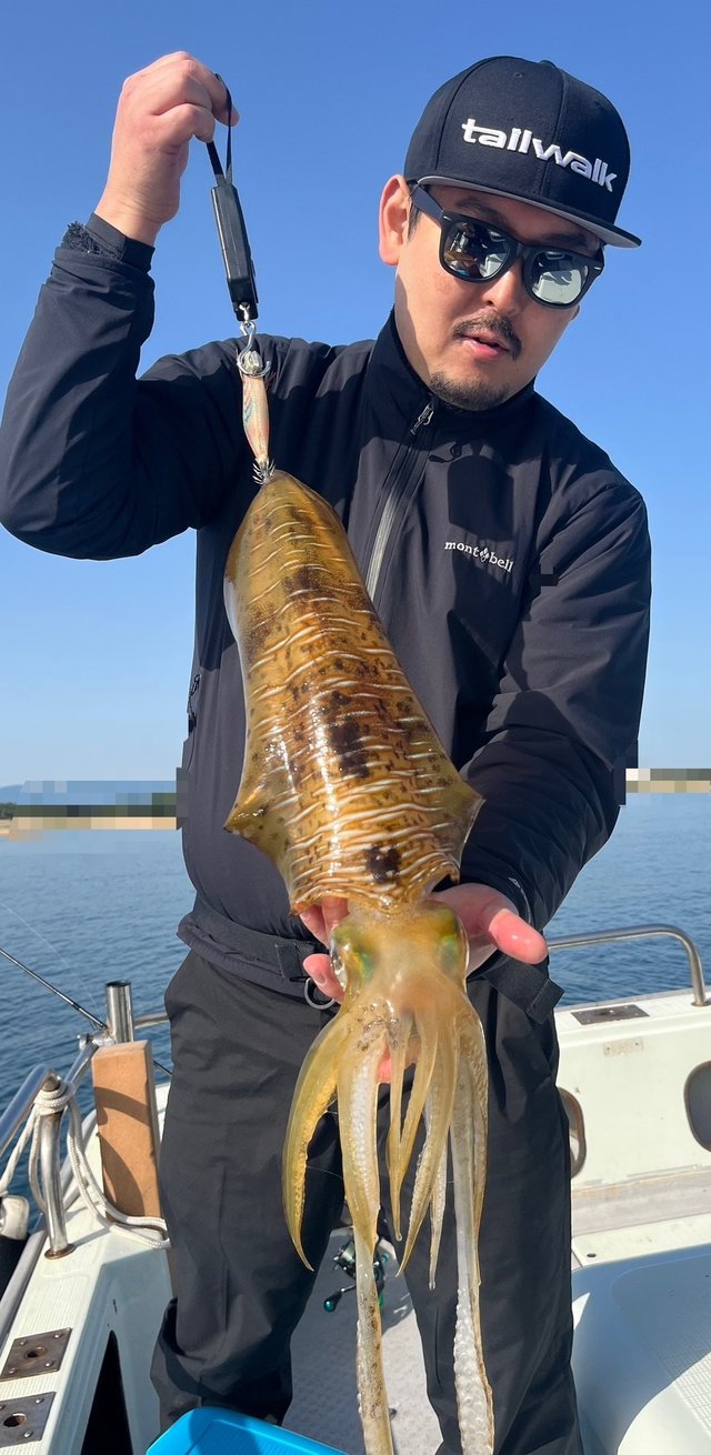 イカ(アオリイカ)